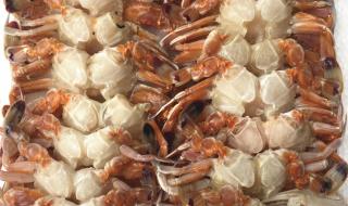 螃蟹的腮在哪里图片