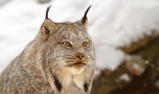 与猛兽同行 与猛兽同行