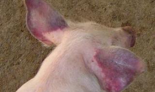 猪得了蓝耳病怎么治